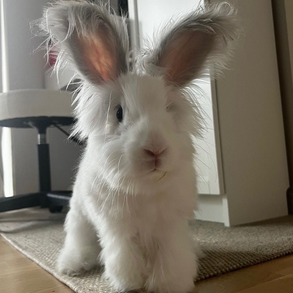 dream closet in progress…